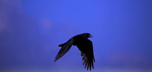 Raven In The Sky Hd Wallpaper