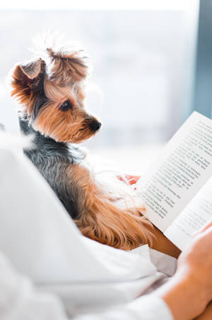 Reading Dog Cute Android Wallpaper