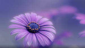 Real Floral African Daisy Wallpaper