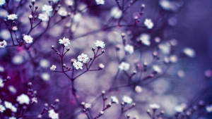 Real Floral Baby's Breath Wallpaper