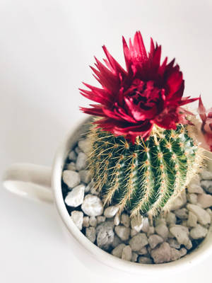 Real Floral Cactus Plant Wallpaper