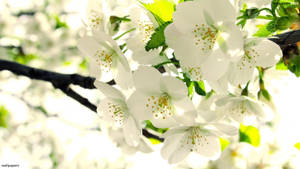Real Floral Cherry Blossoms Wallpaper
