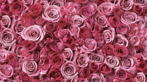 Real Floral Pink Roses Wallpaper