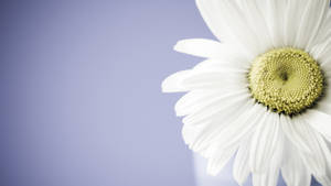 Real Floral White Daisy Wallpaper