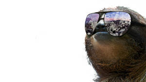 Real Sloth Wearing Sunglasses Wallpaper
