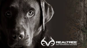 Realtree Camo Labrador Retriever Wallpaper