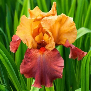 Reblooming Iris Flower Wallpaper