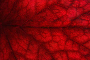 Red 4k Uhd Leaf Vein Wallpaper