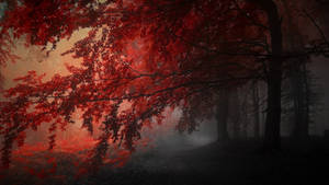 Red And Black Aesthetic Trees Wallpaper