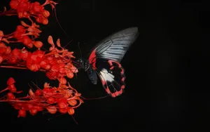 Red And Black Butterly Dim Backdrop Wallpaper