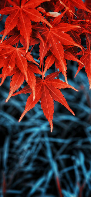 Red And Blue Leaves Iphone Wallpaper