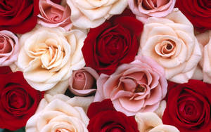 Red And Pink Roses Desktop Wallpaper