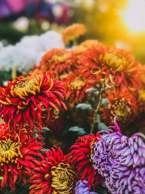 Red And Purple Flowers Amazing Iphone Wallpaper
