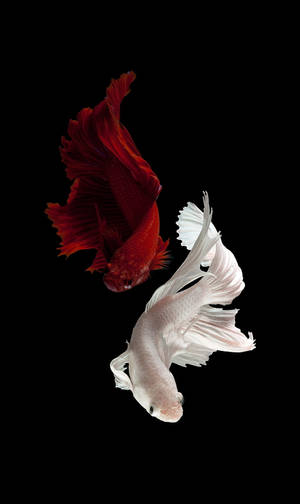 Red And White Beautiful Fish Wallpaper