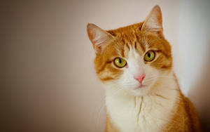 Red And White Cat Wallpaper