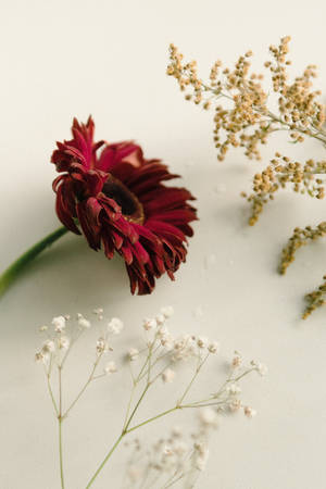 Red And White Flowers With White Backdrop Wallpaper