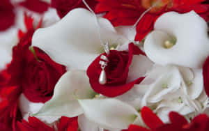 Red And White Roses For A Special Occasion Wallpaper