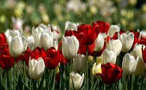 Red And White Tulips Wallpaper