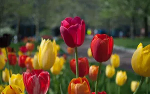Red And Yellow Tulip Flowers Wallpaper