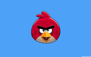Red Angry Bird Character Wallpaper