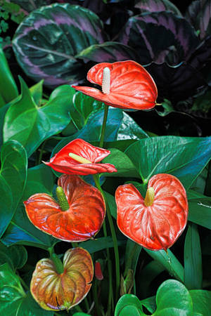 Red Anthurium Orchids Wallpaper