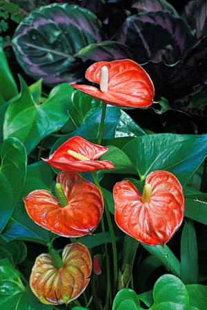 Red Anthurium Orchids Wallpaper