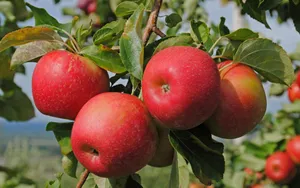 Red Apple Cluster Wallpaper
