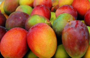 Red Apple-like Mango Fruits Wallpaper