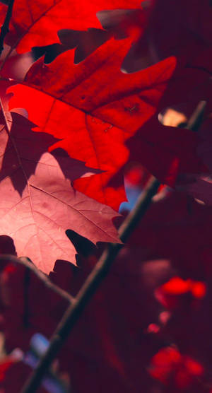 Red Autumn Leaves Ios 16 Wallpaper