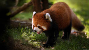 Red Baby Panda Fox Wallpaper