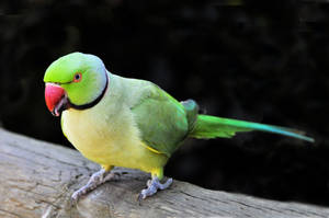 Red Beak Green Parrot Hd Wallpaper