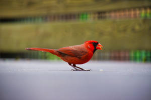 Red Beautiful Birds Wallpaper