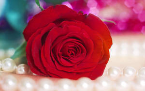 Red Beautiful Rose Hd On Pearls Wallpaper