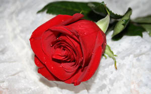 Red Beautiful Rose Hd Water Drops Wallpaper