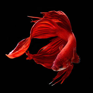 Red Betta Fish Wallpaper