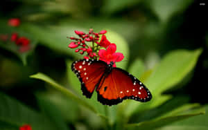 'red Butterfly With Intricate Light Blue Designs' Wallpaper