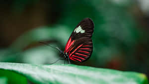 Red Butterfly Zoomed In Wallpaper