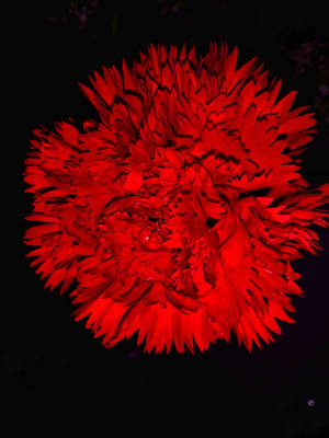 Red Carnation Dark Hd Flowers Wallpaper