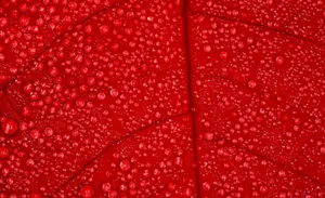 Red Color Leaf Wallpaper