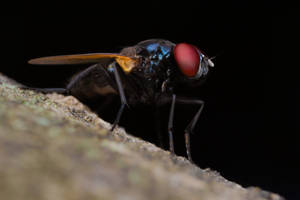 Red Compound Eye Fly Wallpaper