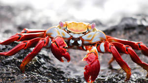 Red Crab With Massive Pincers Wallpaper