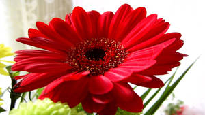 Red Daisy Flower Desktop Wallpaper