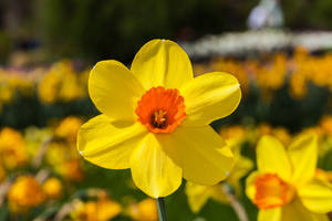 Red Devon Narcissus Flower Wallpaper