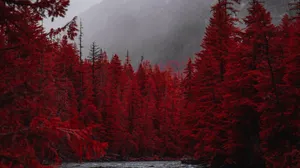Red Evergreen Trees Wallpaper