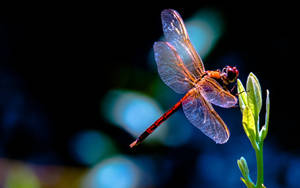 Red-eyed Dragonfly Wallpaper