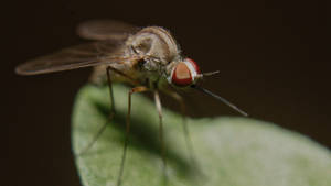Red Eyed Mosquito Wallpaper