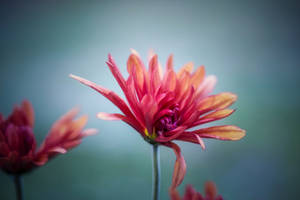 Red Flower In Selective Focus Photography Wallpaper