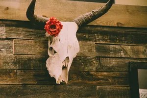 Red Flower On Bull Skull Wallpaper