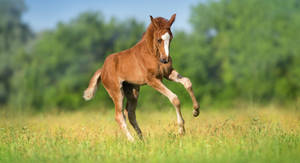 Red Foal Running Free On Spring Field Wallpaper