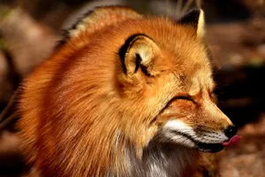 Red Fox Closing Its Eyes Wallpaper